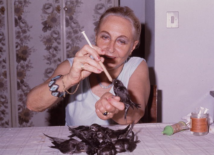 1. Eva Hülsmann nutre i rondoni caduti dal nido