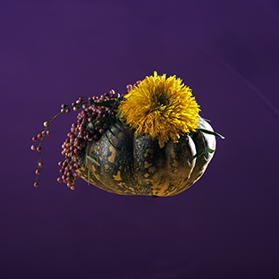 11Teddy Bear Schinus Molle e zucca