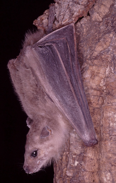 12Pipistrello8