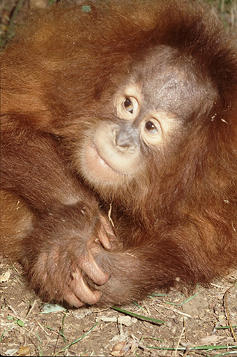 12gorillinarossaANN