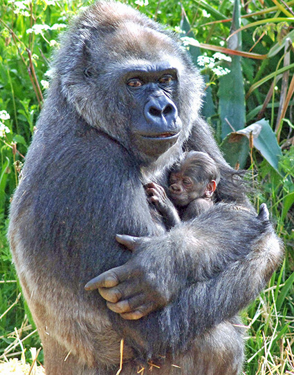 15gorilla Romina
