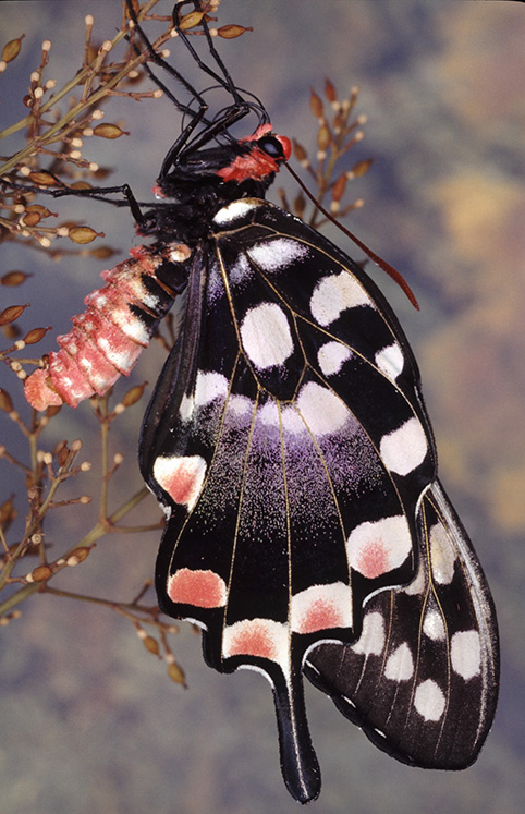 16. 17Papilio Antenore ali chiuse
