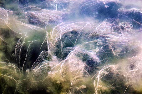16EXISTENTIAL FILAMENTS